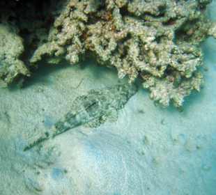 Teppich Krokodilsfisch