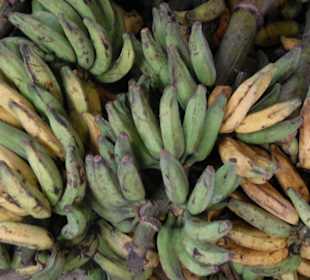 Mercado Municipal Adolpho Lisboa 