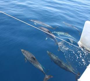 Katamaran-Tour Santa Maria