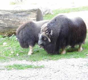 WP LH Herbst Impression