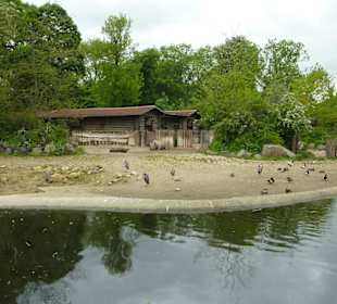 Nashorn mit vielen Vögeln