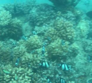 Schnorcheln Makadi Bay