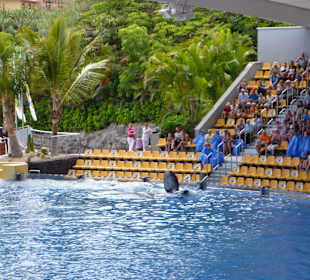 Orca Ocean Show