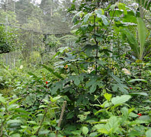 Poring Hot Springs - Schmetterlingsgarten