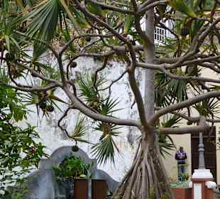 Parque del Drago