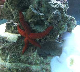 Old Town Aquarium, Rhodos