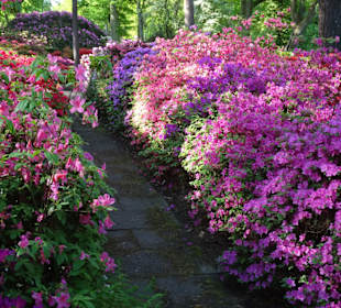 Hauptblüte im Rhododendronpark Bremen