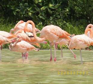 Flamingos von Celestum