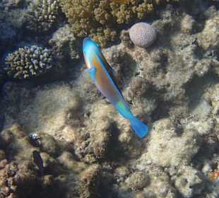 Korallen Riff mit Fisch