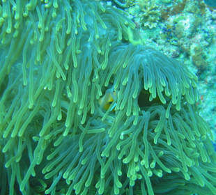 Nemo perfekt getarnt