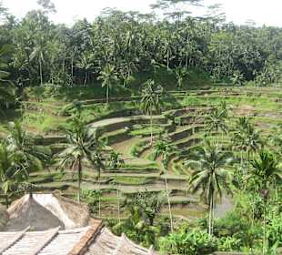 Blick auf die Terrassen