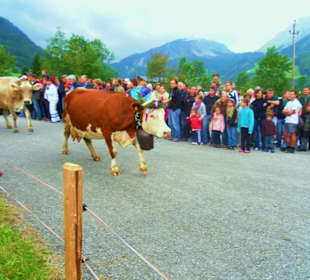 Alpabtrieb / Au / Vorarlberg Österreich