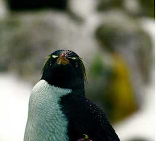 Loro Parque - Pinguin