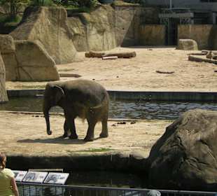 Elefant