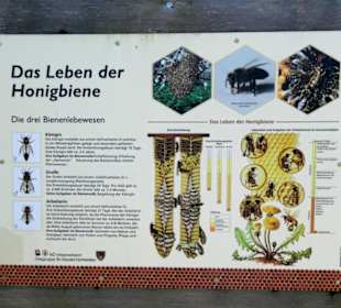 Das Leben der Biene