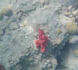 Hotel BEACH Albatros Resort & Spa