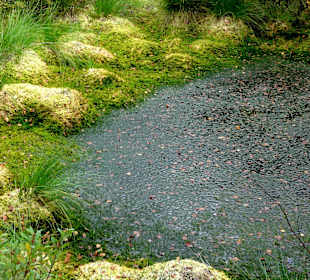 Das Moor neben dem Wanderweg