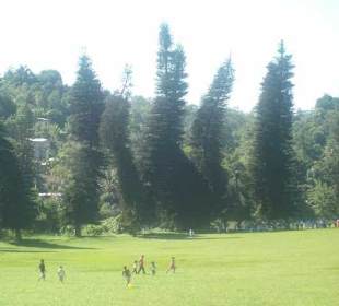 Kandy botanischer Garten