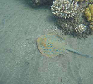 Schnorcheln Marsa Alam