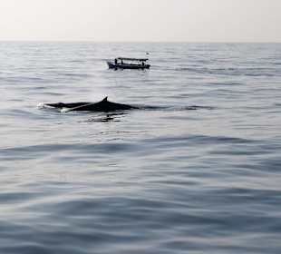 Zwei Finwale gesehen beim Whale Watching