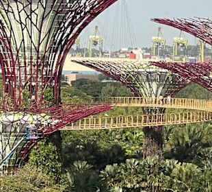 Cloud Forest Blick nach Draußen