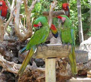 Papageien in Xcaret