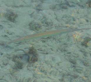 Подводный мир возле отеля