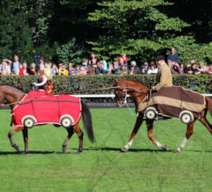 Pferde Fahrschule