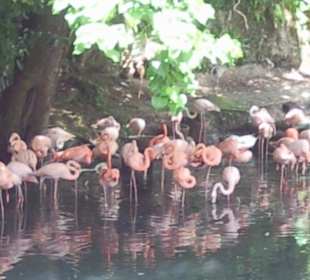 Flamingos