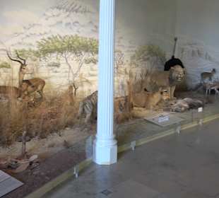 Staatliches Naturkunde Museum