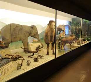 Tiere von allen Kontinenten im Haus der Natur