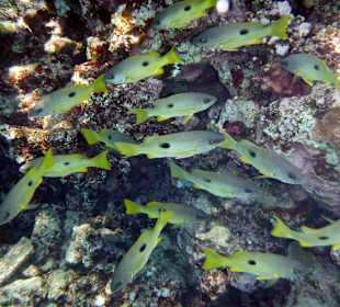 Rwelt Riff Rohanou Beach Resort