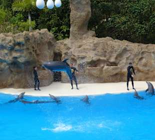 Arbeiten mit den Delfinen