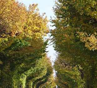 Blick in eine der Alleen