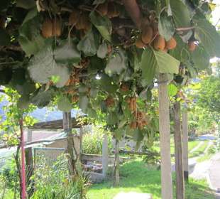 Peglio, Kiwiplantage