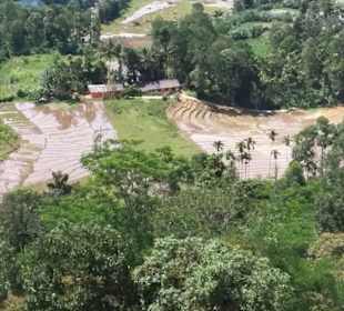 Maskeliya Teeplantage