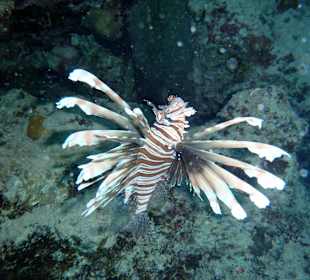 Lionfish