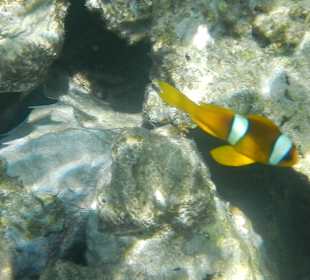 Schnorcheln Sahl Hasheesh