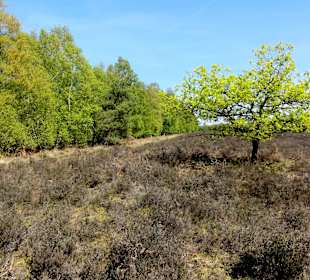 Rundgang durch das Hochmoor des Museums