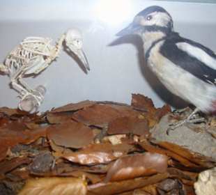 Anschauliche Exponate im Müritzeum