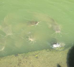 Welse - warten auf Futter