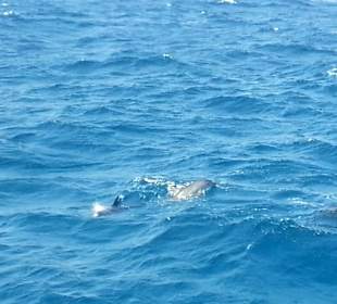 Ausflug auf die einsame Insel & Schnorcheln