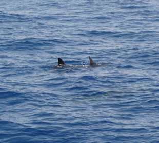 Delphine sind unterwegs