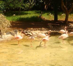Flamingos