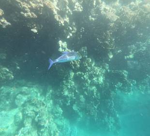 Schnorcheln Marsa Alam