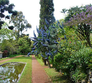 Blandys Gardens/Palheiro Gardens