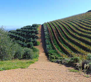 Weingut Tokara in Stellenbosch