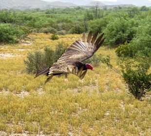 Truthahngeier, Big Bend Nationalpark