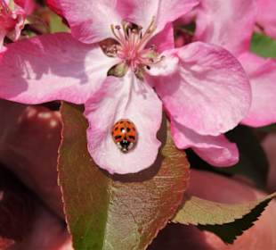 Obstbaumblüte im Baumpark Thedinghausen