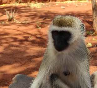 Diebische Affen am Parkeingang 